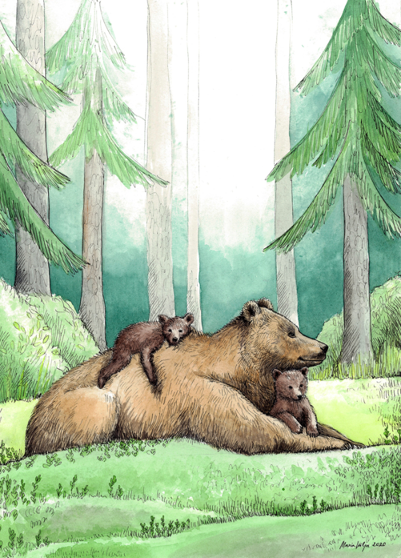 Metsalapsepõlv Kolm Karu