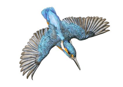 illustratsioon jaalind