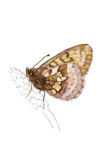 Illustratsioon Norra-kannikesetapik