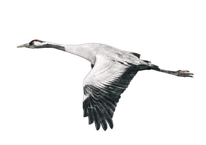 illustratsioon sookurg