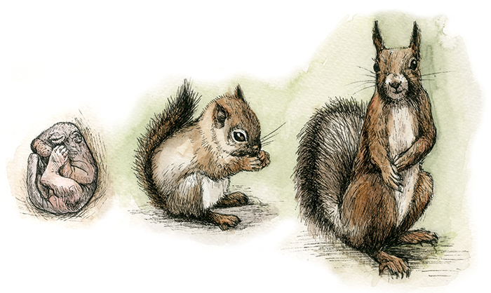 illustratsioon orava kasvamine maria valja