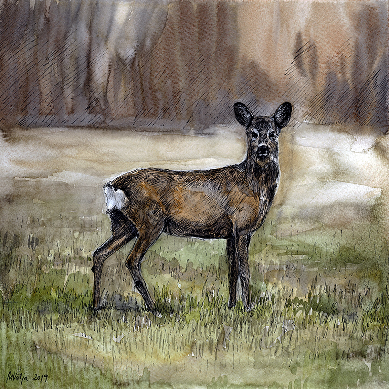 Talvekasukas metskits hallikaspruunil põllul pruunikashalli metsa taustal. Akvarellmaal tindijoonistusega.