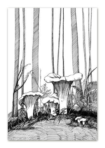 Postkaart tindijoonistusega kukeseeneperest metsas
