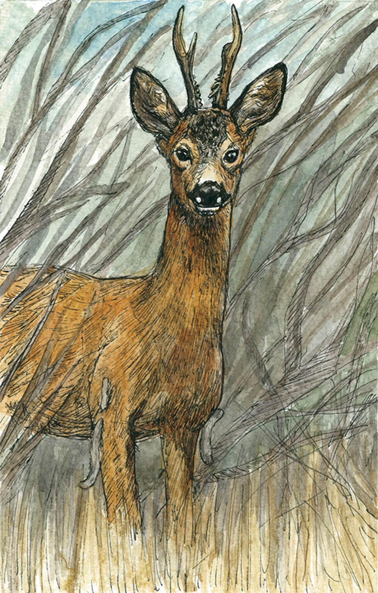 Illustratsioon Kohtumine metskitsega