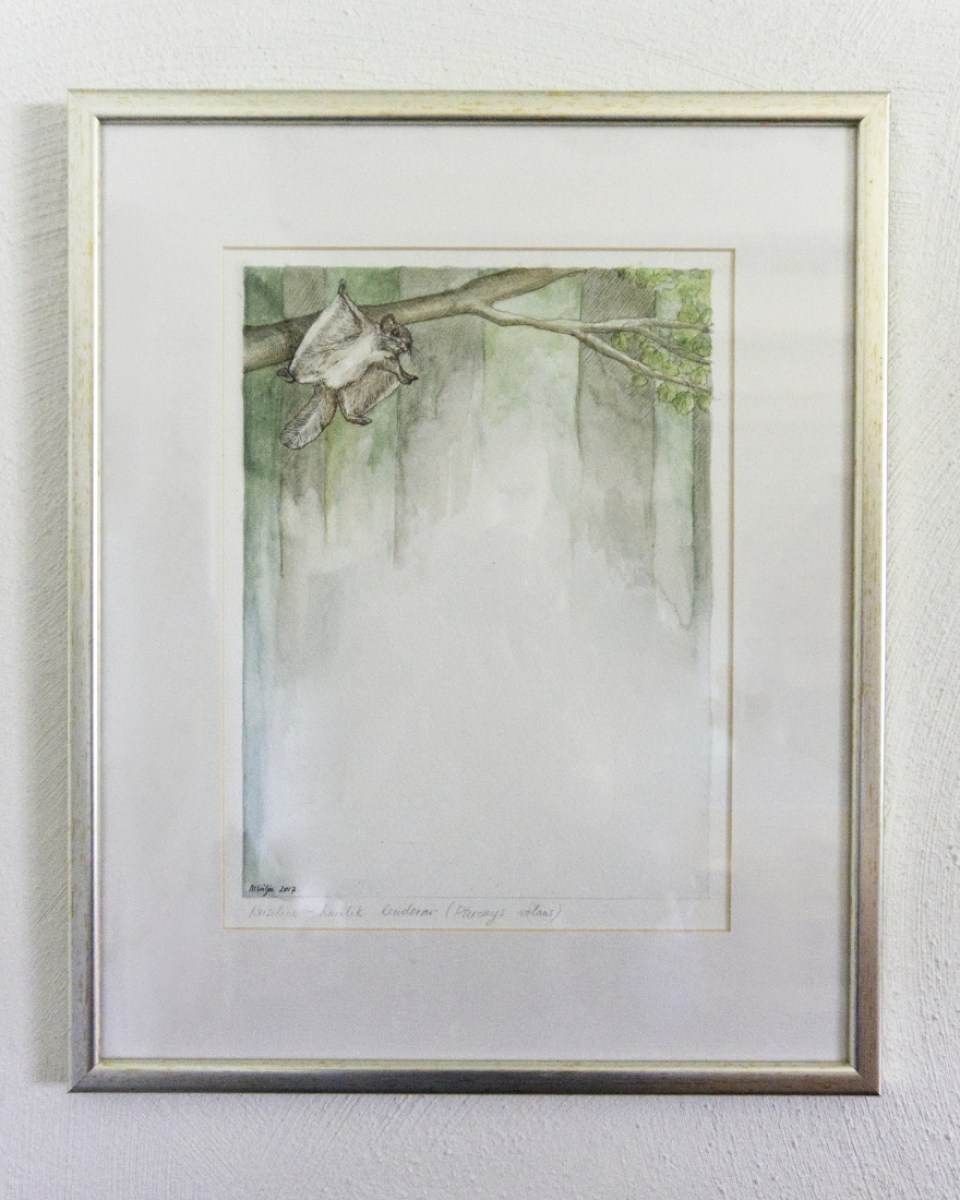 Illustratsioon Reisiline - Lendorav raamis