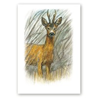 Poster põõsast piiluva metskitsega, loodud kunstnik Maria Välja illustratsioonist.