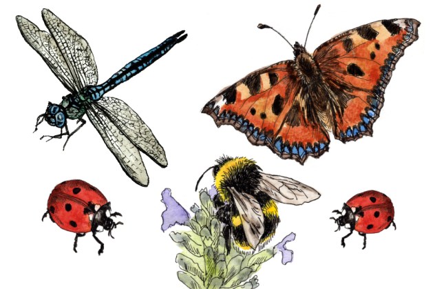Kunstitöötuba - Illustratsioon tindi ja akvarelliga – putukad!