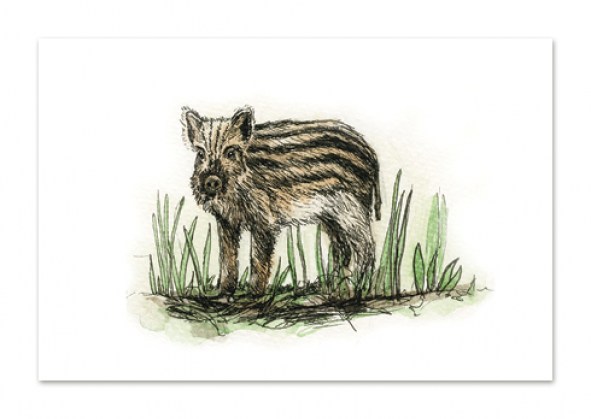 Postkaart metsseapõrsa illustratsiooniga