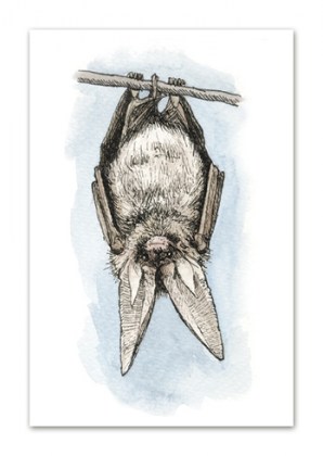 Postkaart nahkhiire illustratsiooniga