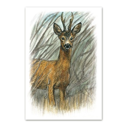 Postkaart illustratsiooniga metskitsest