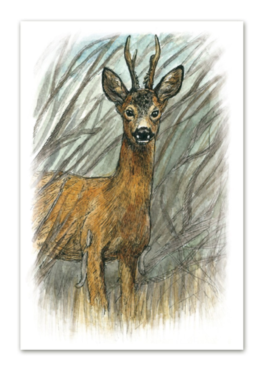 Postkaart illustratsiooniga metskitsest