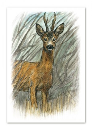 Postkaart illustratsiooniga metskitsest
