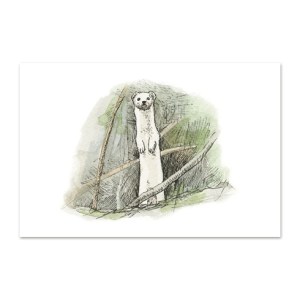 Postkaart nirgi illustratsiooniga